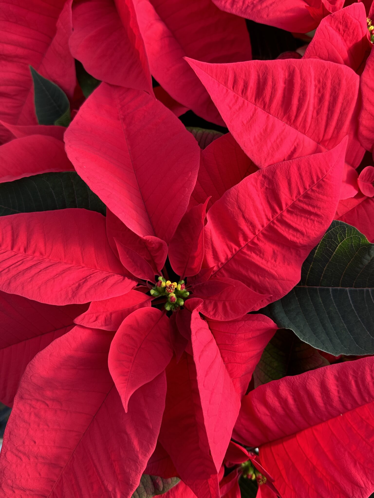 poinsettia-varieties-care-tips-van-wilgen-s-garden-center