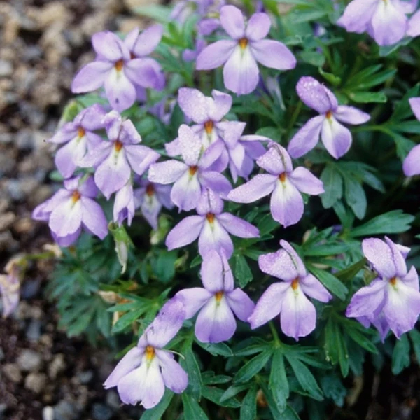 Birds Foot Violet