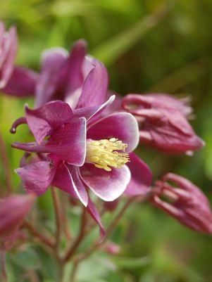 Winky Mix Columbine