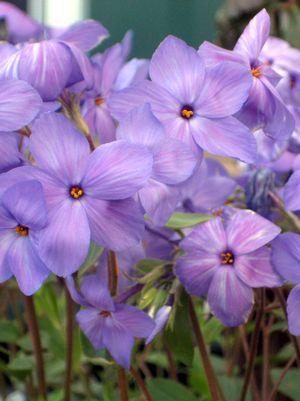 Sherwood Purple Creeping Phlox