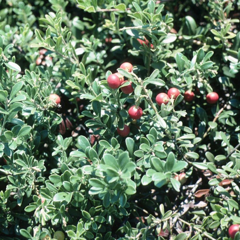 Massachusetts Hybrid Kinnickinnick, Bearberry