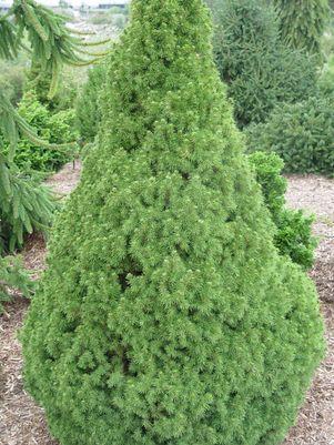 Dwarf Alberta Spruce