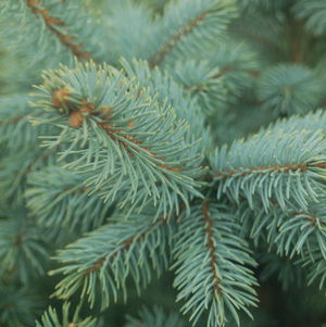 Baby Blue Blue Spruce