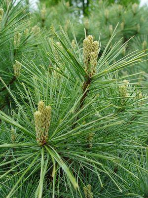 Connecticut Slate Dwarf White Pine