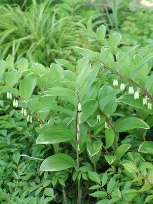 Variegated Solomon’s Seal