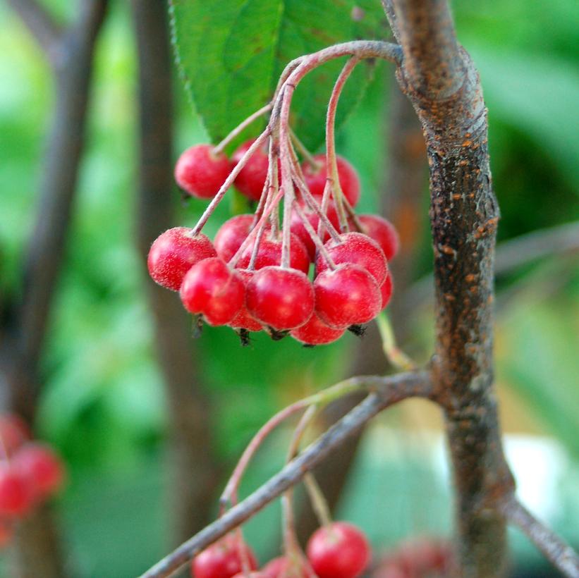 Brilliantissima Red Chokeberry