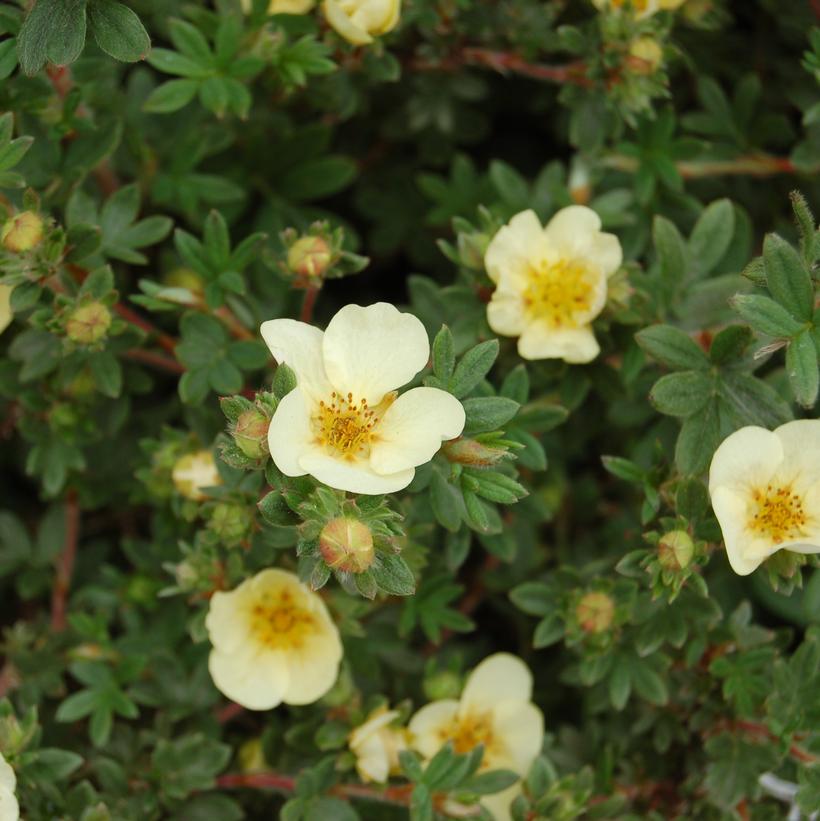 Primrose Beauty Cinquefoil