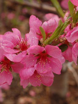 Garden Glory Minature Peach