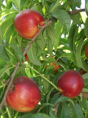 Independence Nectarine