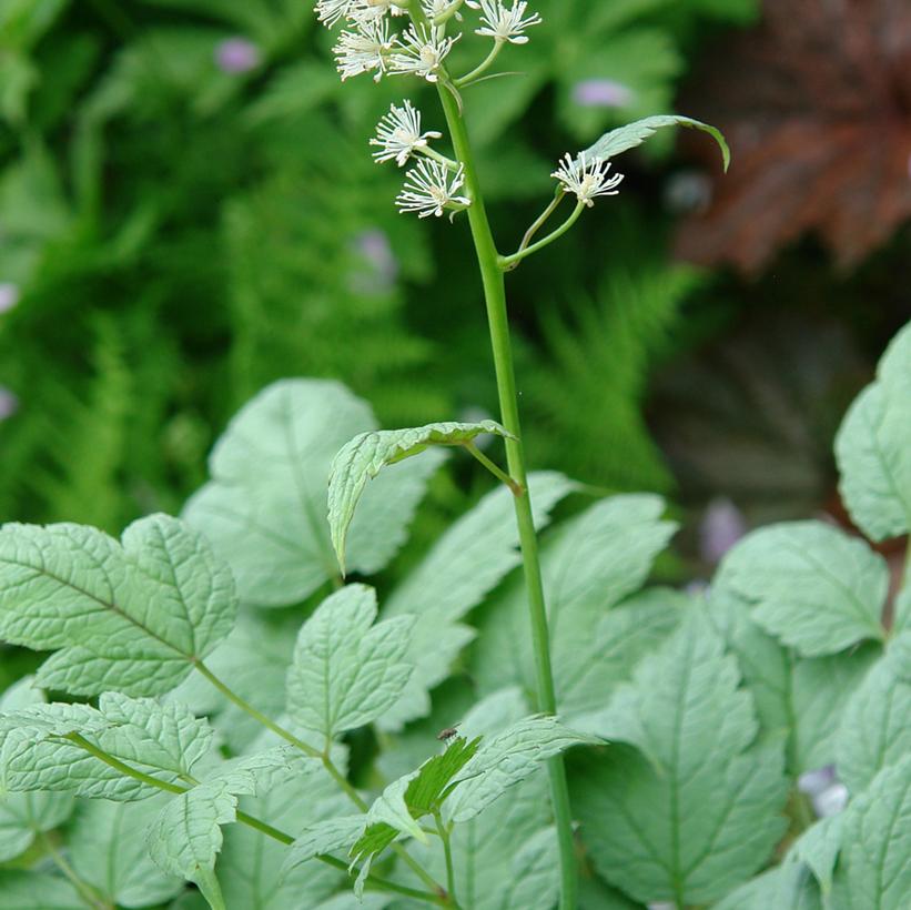 Misty Lace Goatsbeard