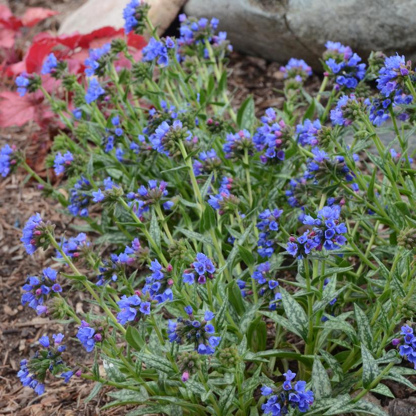 Bertram Anderson Longleaf Lungwort