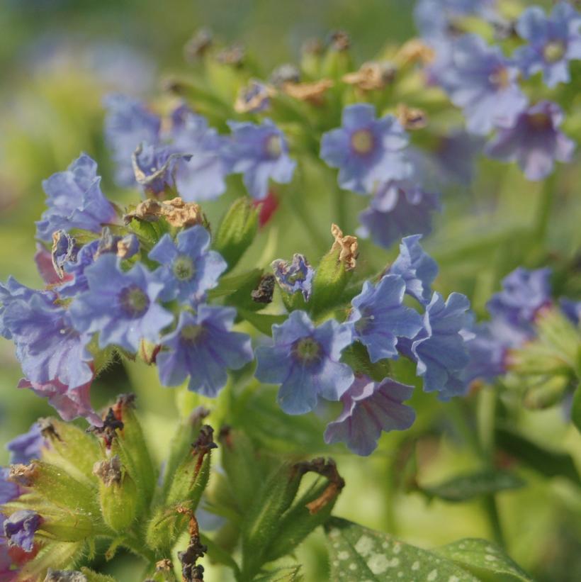 Trevi Fountain Lungwort