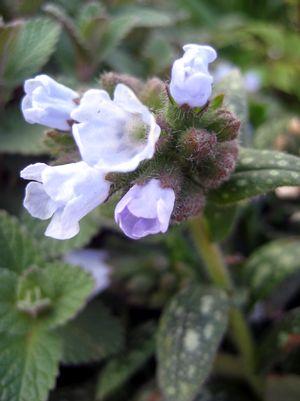 Opal Lungwort