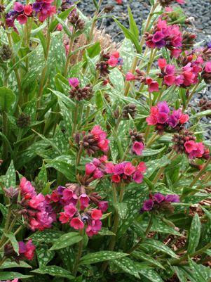 Raspberry Splash Lungwort