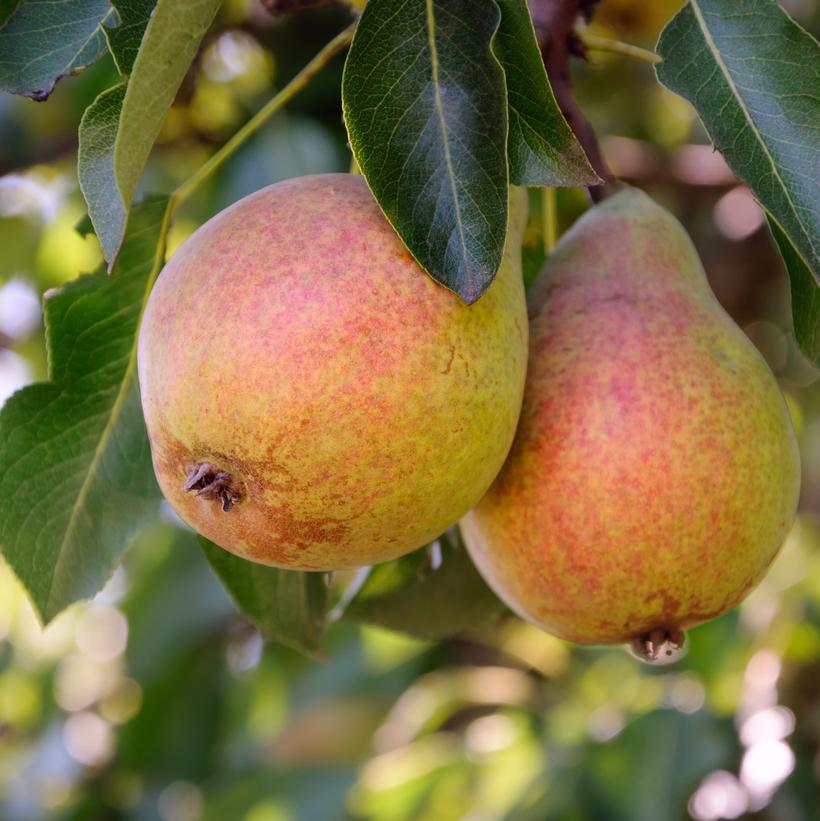 Dwarf Moonglow Pear