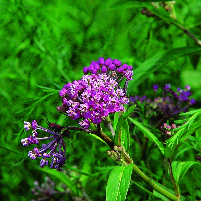 Swamp Milkweed