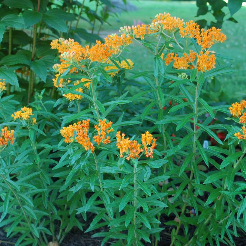 Butterfly Milkweed