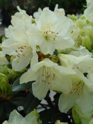 Towhead Rhododendron