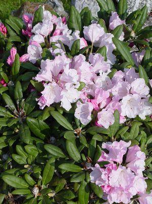 Crete Rhododendron