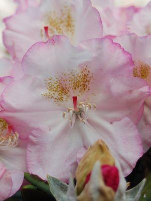 Ken Janeck Rhododendron