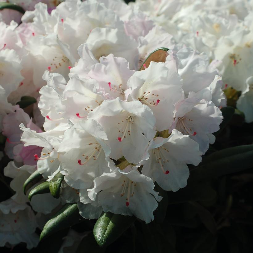 Mist Maiden Rhododendron