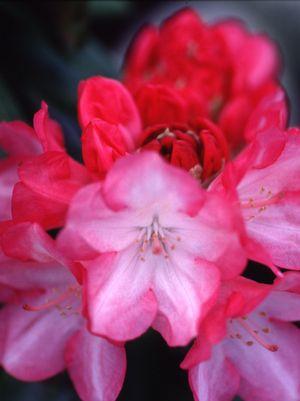 Yaku Prince Rhododendron