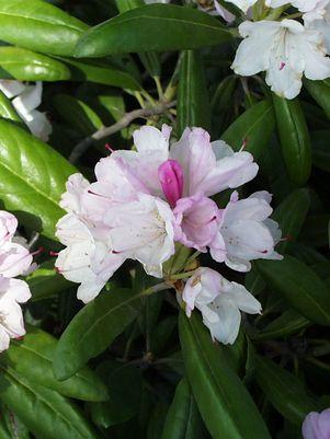 Yaku Princess Rhododendron