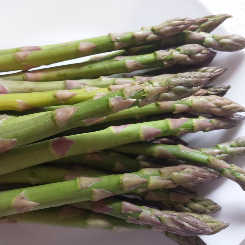 Jersey Knight Asparagus