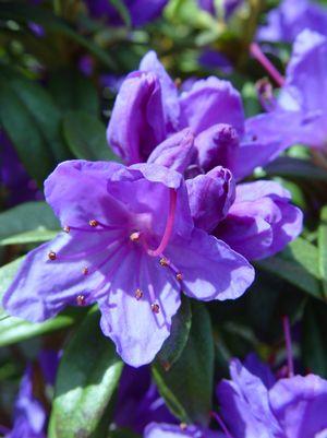 Blue Baron Rhododendron