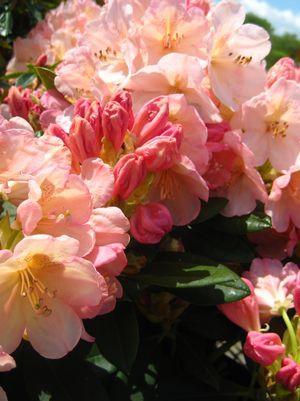 Percy Wiseman Yak Rhododendron