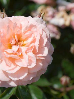 Apricot Drift® Rose