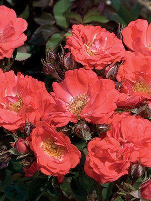 Coral Drift® Rose