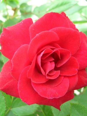 Double Knock Out® Rose