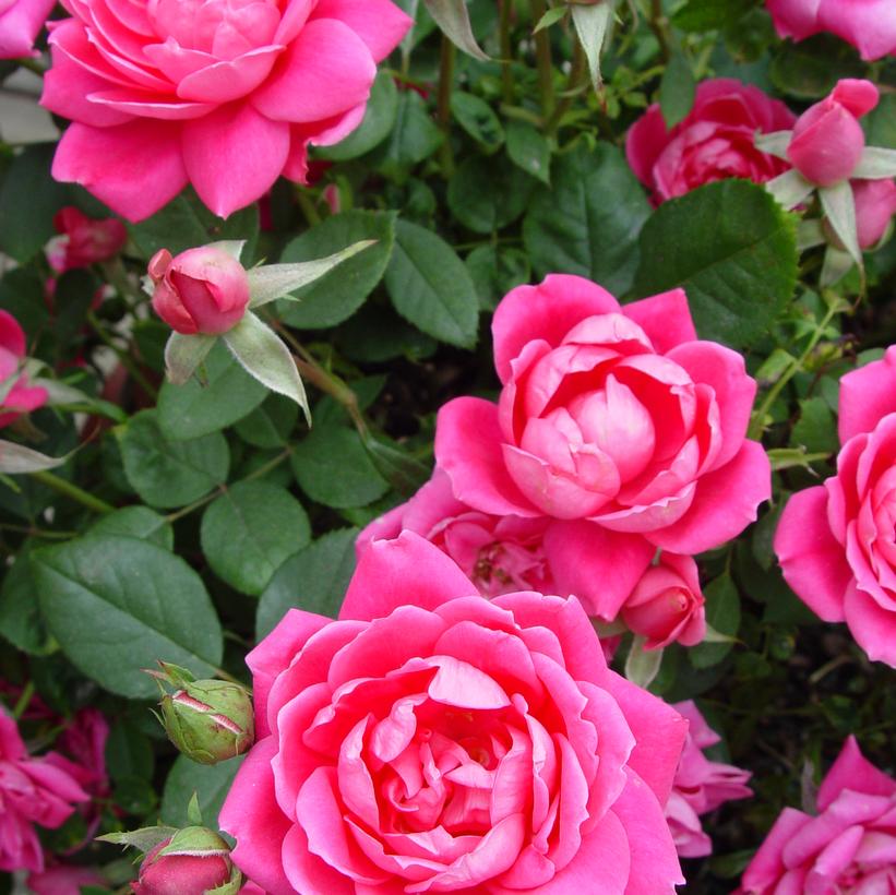 Double Pink Knock Out® Rose