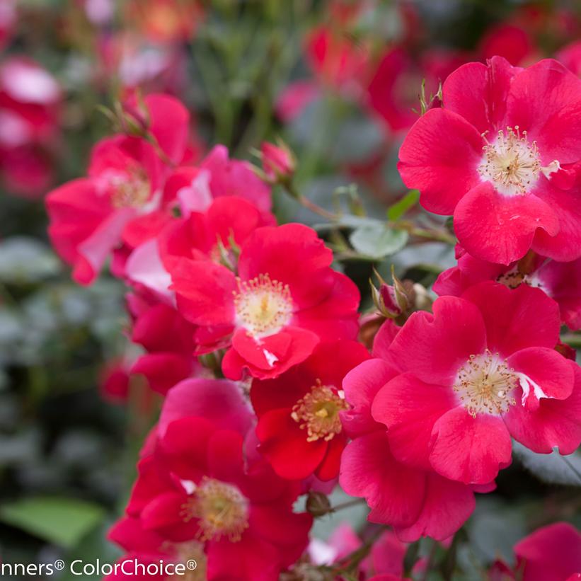 Oso Easy® Cherry Pie Rose