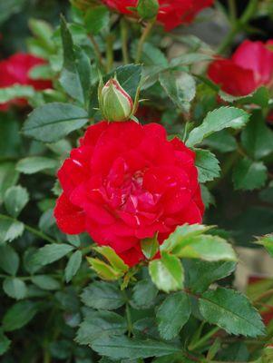 Red Drift® Rose