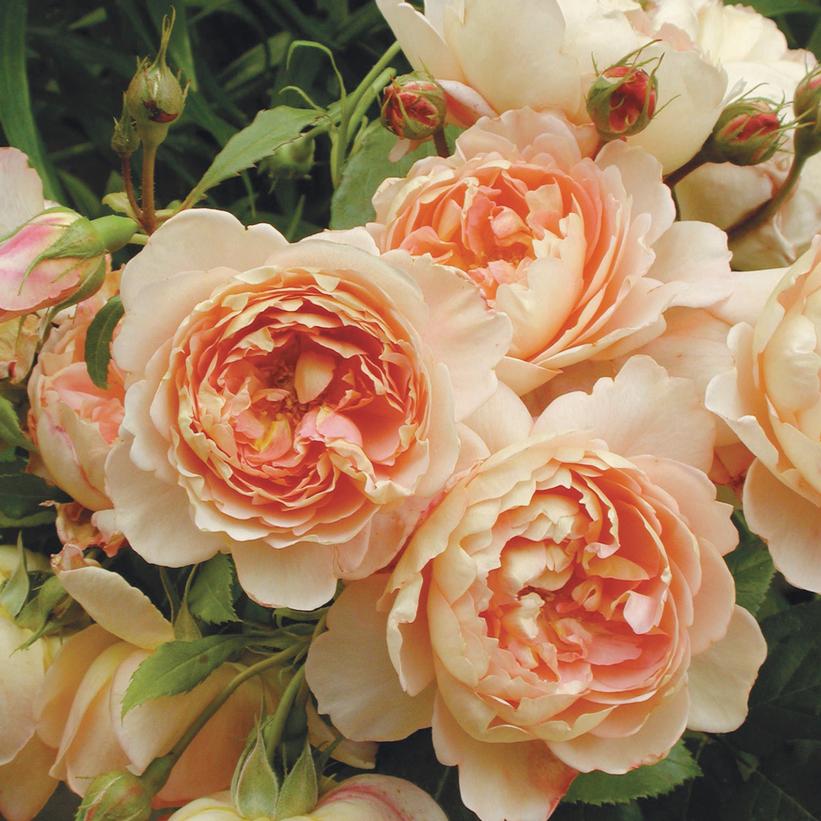 Carding Mill™ English Rose