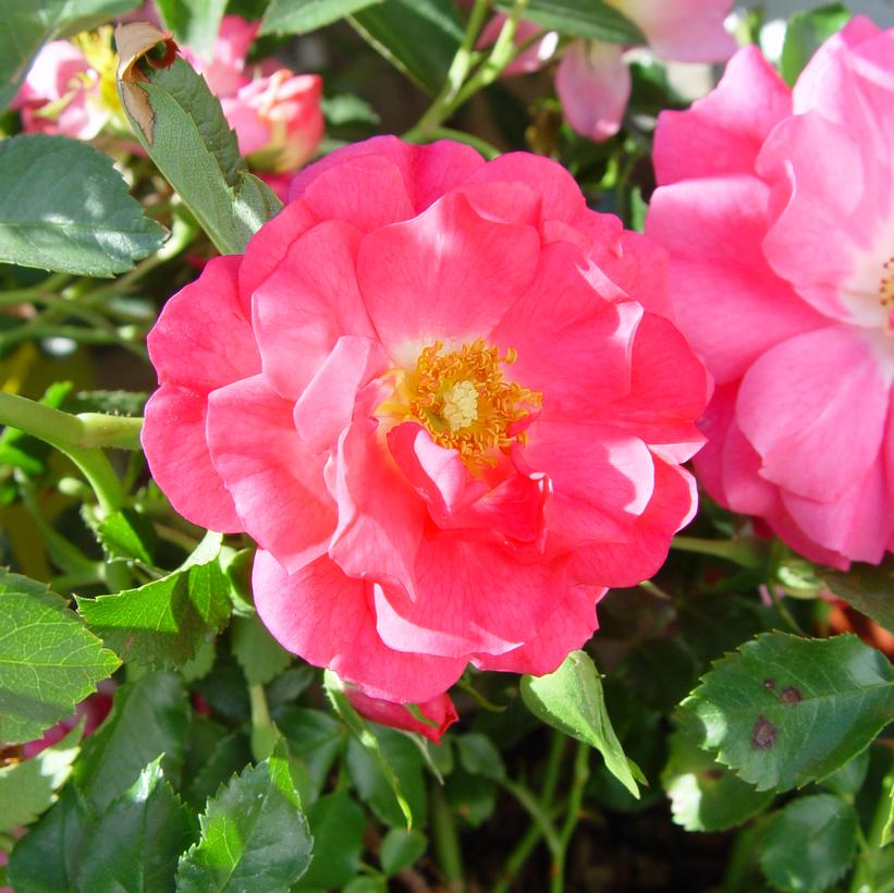 Pink Flower Carpet Rose