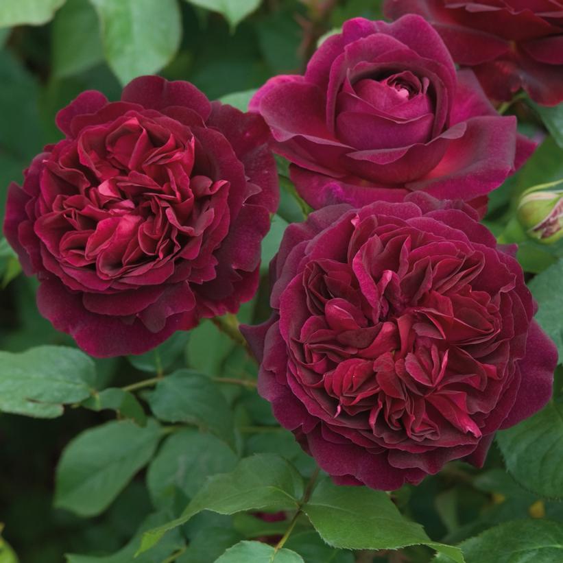 Munstead Wood English Rose