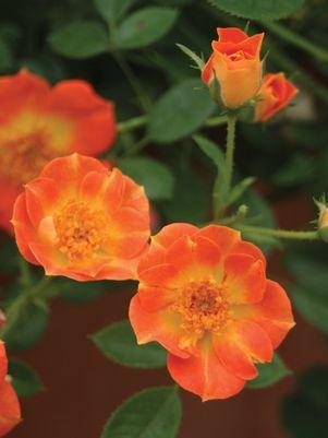 Oso Easy® Paprika Rose