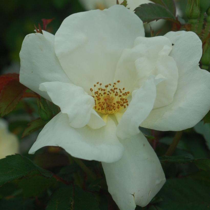 White Knock Out® Rose