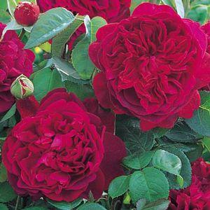 William Shakespeare 2000 Rose