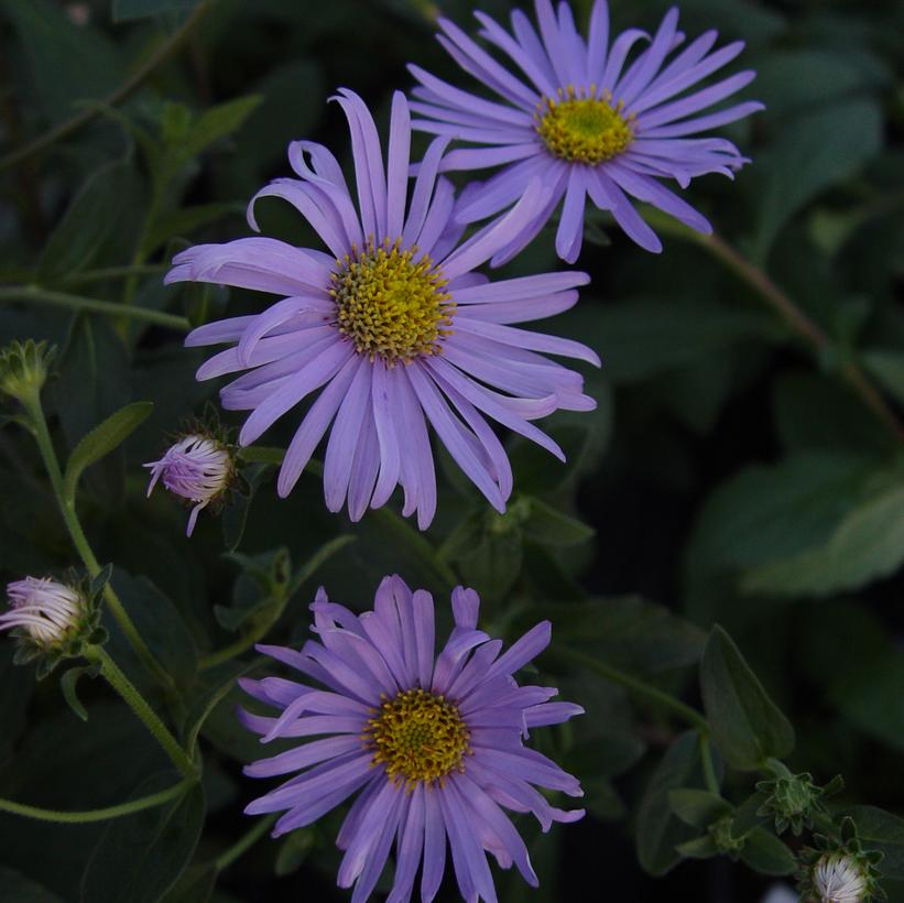 Wood’s Blue Aster