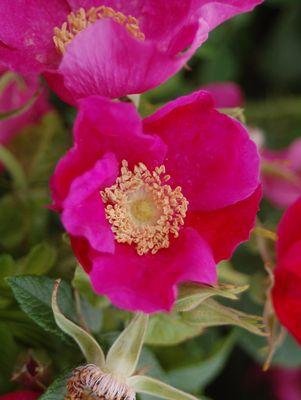 Rugosa Rose