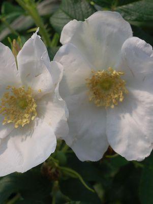 White Rugosa Rosa