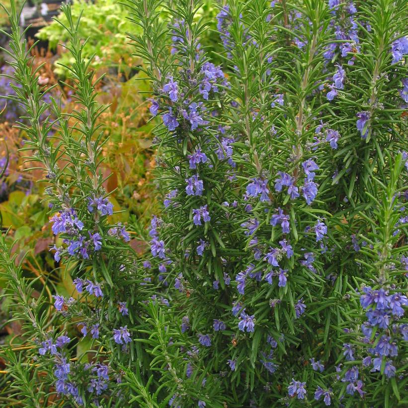 Tuscan Blue Rosemary