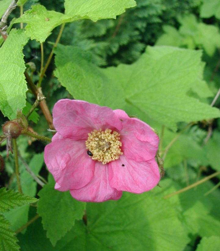 Flowering Raspberry