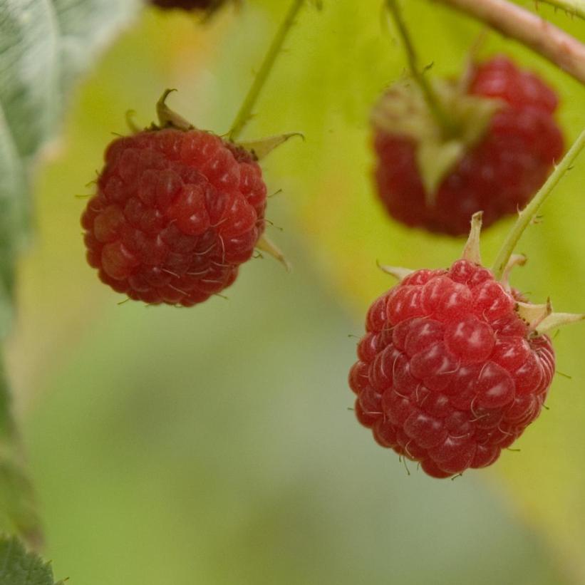 Carolina Raspberry