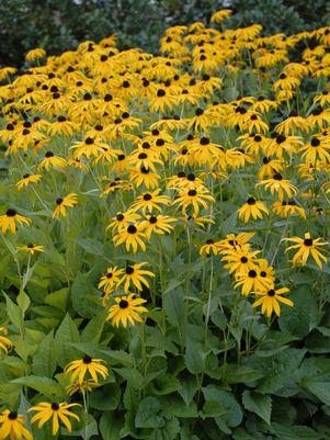 Goldsturm Black-Eyed Susan