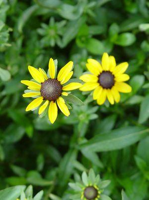 Fulgida Black Eyed Susan